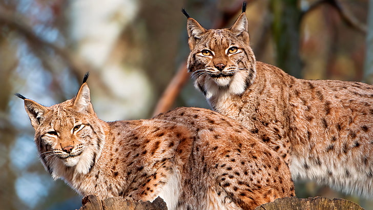 two brown wild cats, forest, cat, nature, pair, lynx, HD wallpaper