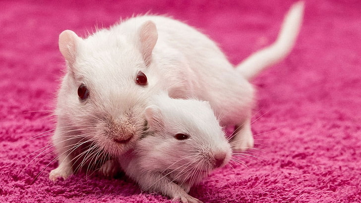 two white rats, bedspread, white mice, mouse, eyes, HD wallpaper
