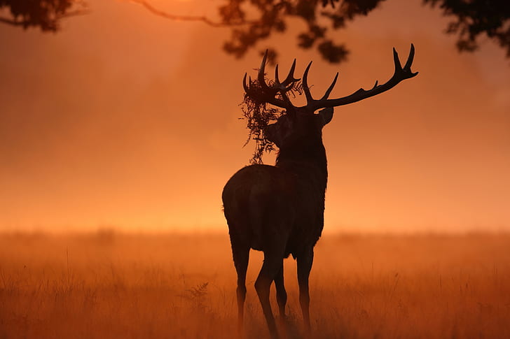sunlight, deer, nature, animals, HD wallpaper