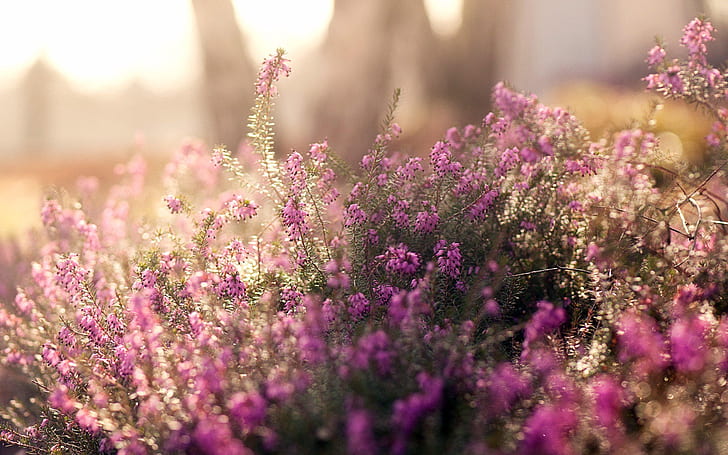 Pink flowers, fuzzy photography, Pink, Flowers, Fuzzy, Photography, HD wallpaper