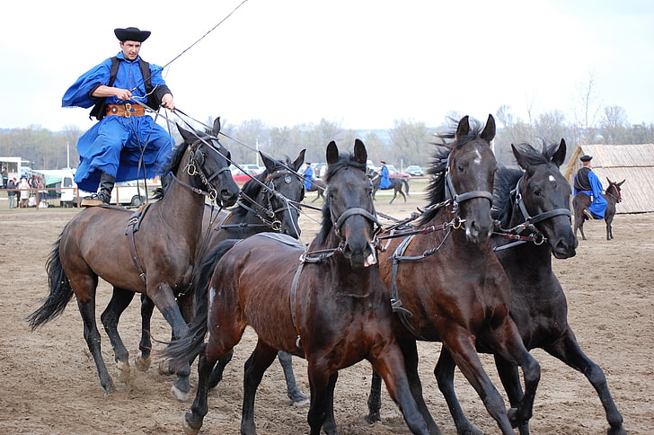 унгария коне outlands телевизия показва 3008x2000 животни коне HD изкуство, коне, унгария, HD тапет