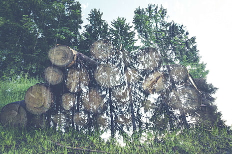 двойная экспозиция, ель, лес, смола, деревья, дерево, HD обои HD wallpaper