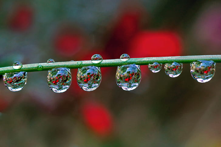 selective focus photography of water dew, selective focus, photography, dew, Water, macro, refraction, nature, drop, close-up, wet, raindrop, backgrounds, freshness, green Color, HD wallpaper