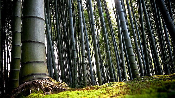 бамбук, бамбуковый лес, природа, HD обои