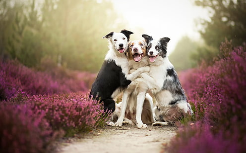 grunt fokusfotografering av tre kortbelagda hundar på lila blommafält, hund, Border Collie, djur, natur, skärpedjup, stig, lavendel, HD tapet HD wallpaper