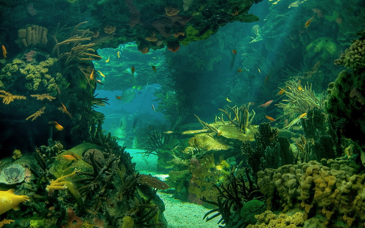Terre, sous l'eau, fond marin, Fond d'écran HD