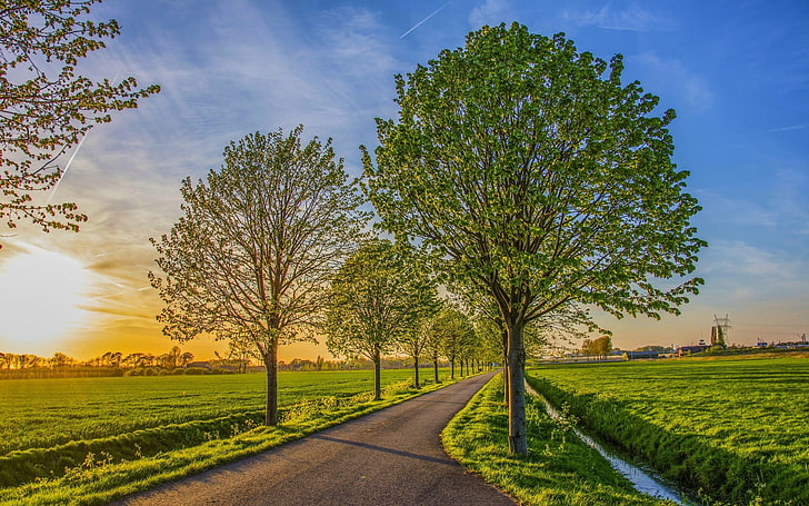 grüner und brauner Baum mit grüner Blattanlage, Natur, Landschaft, HD-Hintergrundbild