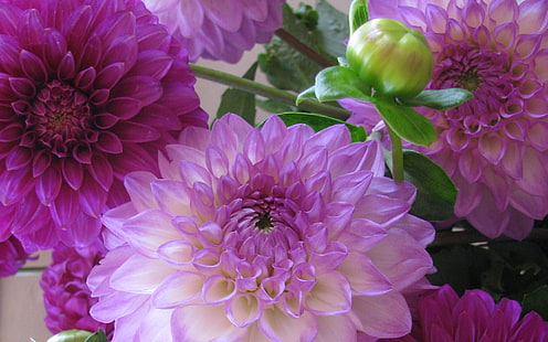 Далия Цветя с две цветни венчелистчета с нежен розов и бял цвят HD тапети за мобилни телефони Таблет и лаптоп 3840 × 2400, HD тапет HD wallpaper