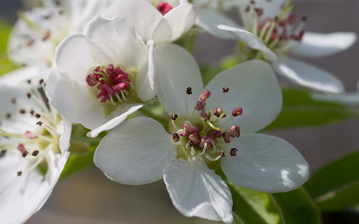 Pear blossoms, white 5 petaled flowers, flowers, 2880x1800, blossom, pear, spring, HD wallpaper