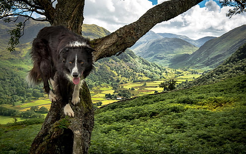 alam, anjing, hewan, Border Collie, Wallpaper HD HD wallpaper