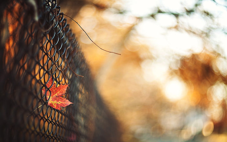 gray cyclone wire, fence, fall, leaves, HD wallpaper