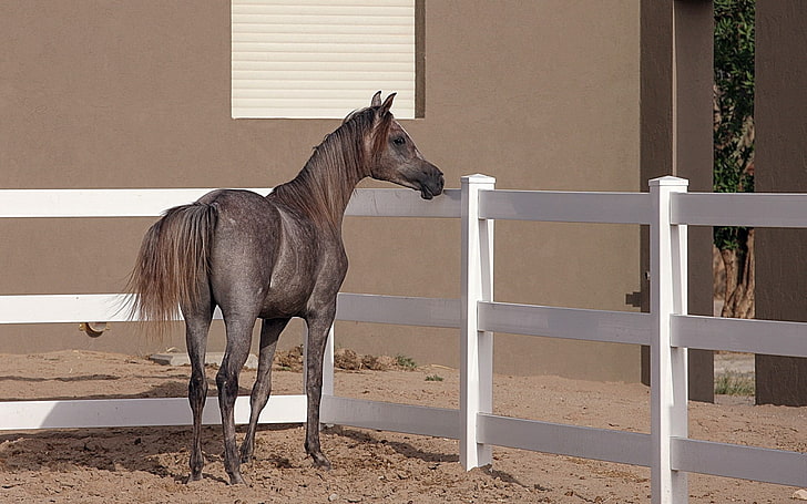 brown horse foal, horse, background, pen, fence, HD wallpaper