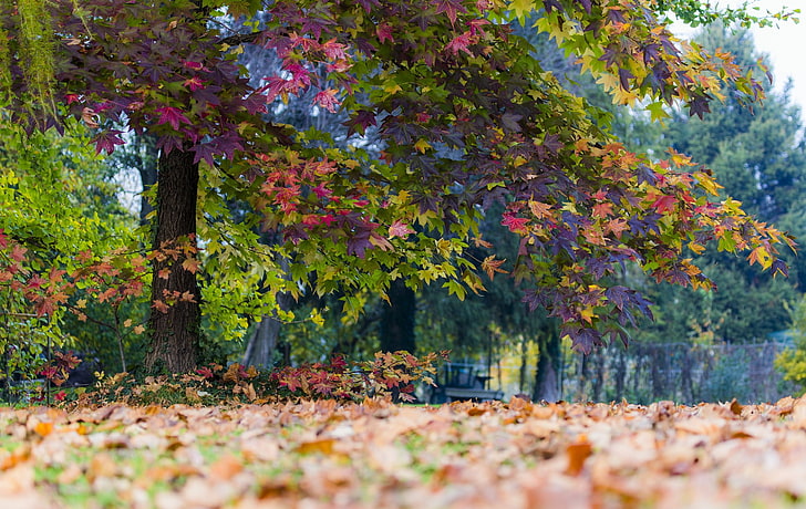 나무, 나무, 가을, 잎에서 떨어지는 마른 나뭇잎, HD 배경 화면