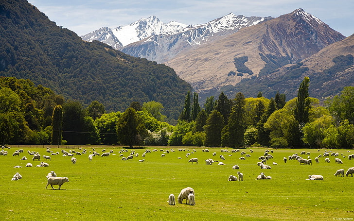 Nuova Zelanda campagna-campagna natura paesaggio Wal .., Sfondo HD