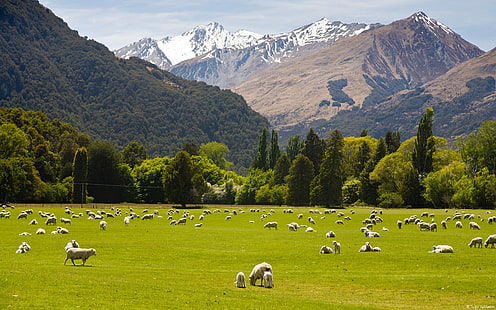 Nuova Zelanda campagna-campagna natura paesaggio Wal .., Sfondo HD HD wallpaper
