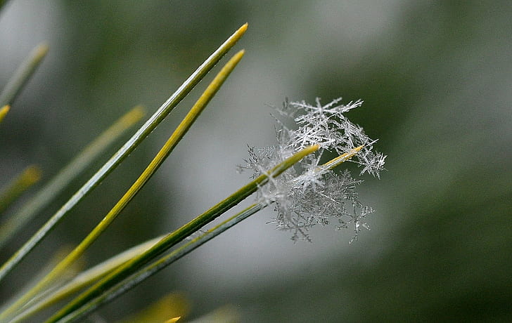 фотография отблизо на листно растение със снежни люспи, куп, снежинки, добре, знам, разтягам се, обичам го, отблизо фотография, листо, растение, сняг, люспи, природа, в близък план, HD тапет