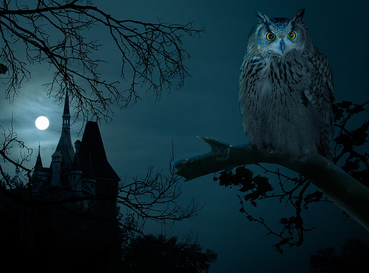 szaro-biała sowa na drzewie malowanie, noc, zamek, sowa, ciemność, Halloween, księżyc, pełnia, dom na szczycie, Tapety HD
