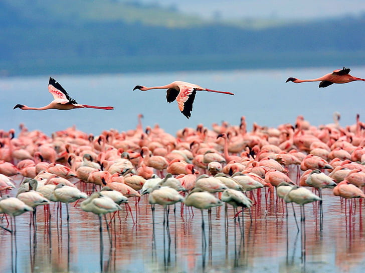 Flamingos, flock, of, HD wallpaper | Wallpaperbetter
