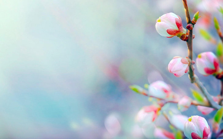 Germogli di primavera fotografia macro HD wallpaper 03, fiori rosa e bianchi, Sfondo HD