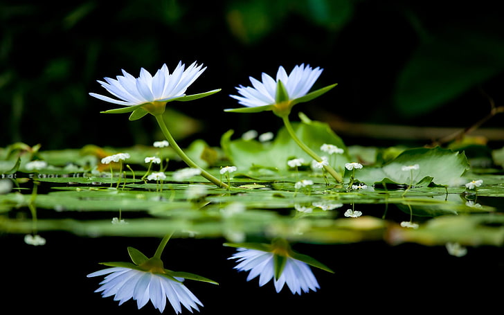 two lotus flowers, flowers, herbs, water, surface, reflection, HD wallpaper