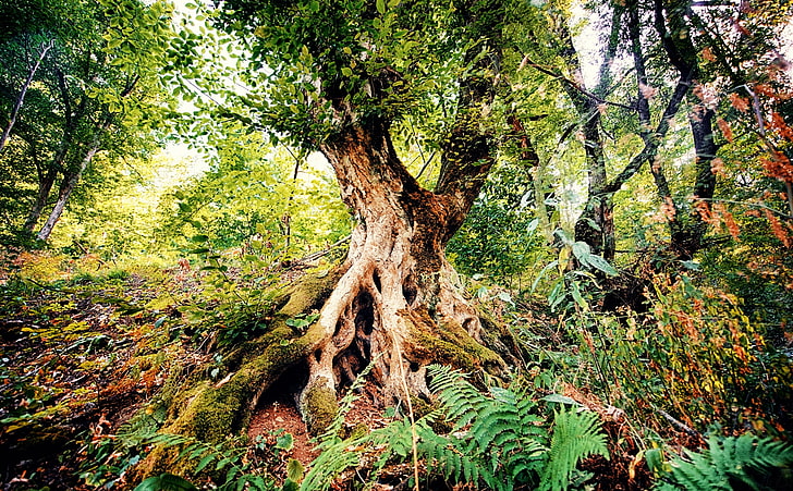 아르메니아의 아름다움, Tavush, Hayk Photography, 갈색과 녹색 나무, 자연, 숲, 나무, 숲, 고 사리, 숲, 아름다움, 단풍, 아르메니아, oldtree, HD 배경 화면