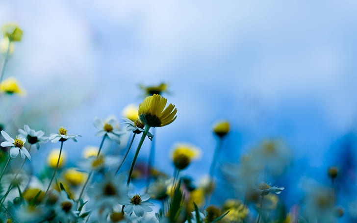 Blue background of yellow flowers, Blue, Background, Yellow, Flowers, HD wallpaper