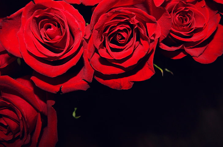 red rose arrangement, roses, flowers, buds, red, black background, HD wallpaper