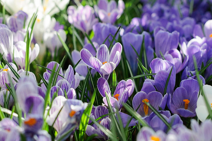 spring, petals, Crocuses, Saffron, HD wallpaper
