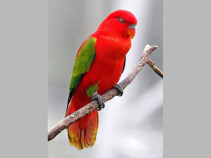 Beautiful Cool Beautiful Parrot Animals Birds HD Art , Cool, picture, beautiful, PARROT, HD wallpaper