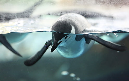pingouin blanc et noir, pingouins, eau, oiseaux, vue divisée, animaux, Fond d'écran HD HD wallpaper
