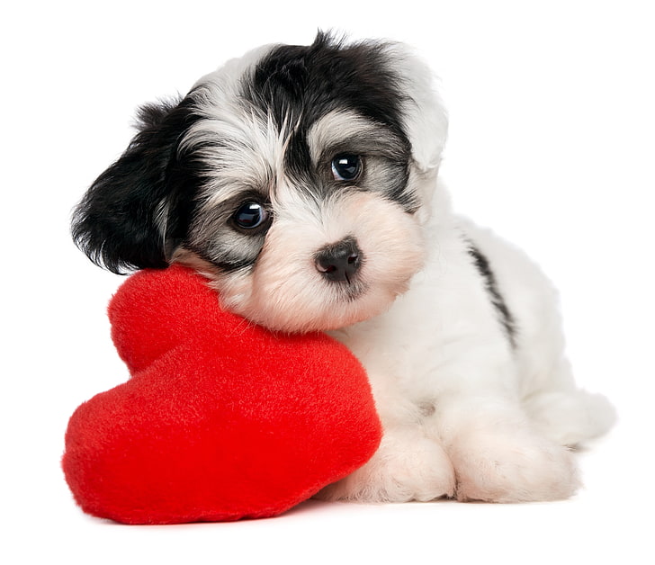 white and black shih tzu puppy, dog, heart, white background, HD wallpaper