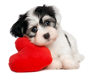 white and black shih tzu puppy, dog, heart, white background, HD wallpaper HD wallpaper