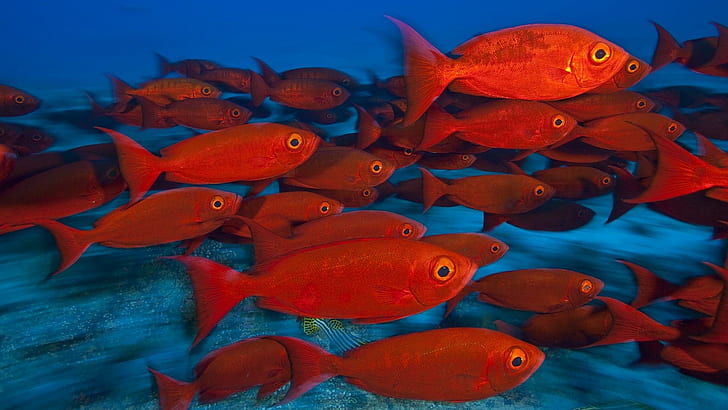 Animals Fishes Tropical Red Color Eyes Underwater Sea Ocean Water HD Widescreen, fishes, animals, color, eyes, ocean, tropical, underwater, water, widescreen, HD wallpaper