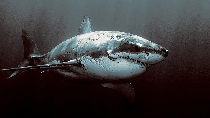 gran pintura de tiburón blanco, tiburón, bajo el agua, gran tiburón blanco, animales, peces, Fondo de pantalla HD