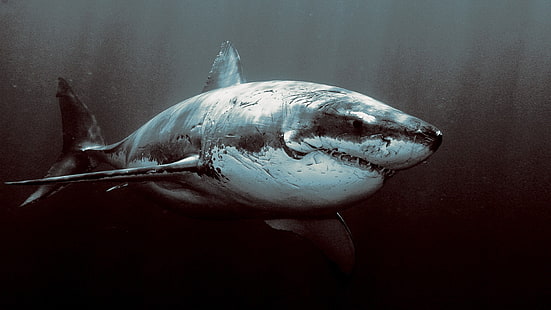 Большая белая акула живопись, акула, под водой, Большая белая акула, животные, рыба, HD обои HD wallpaper