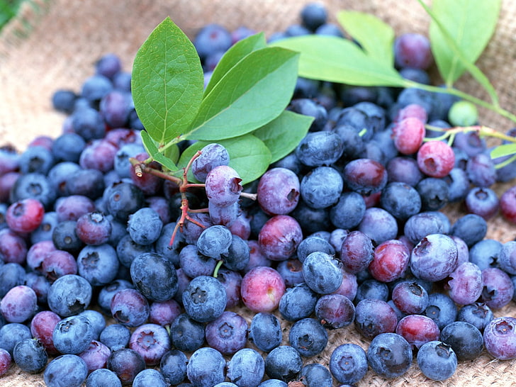 blueberry fruits, blueberries, berries, many, ripe, HD wallpaper