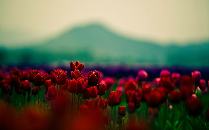 naturaleza, flores, tulipanes, Fondo de pantalla HD