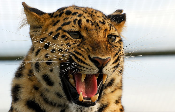 macan tutul coklat, macan tutul, predator, kucing besar, senyum, agresi, Wallpaper HD