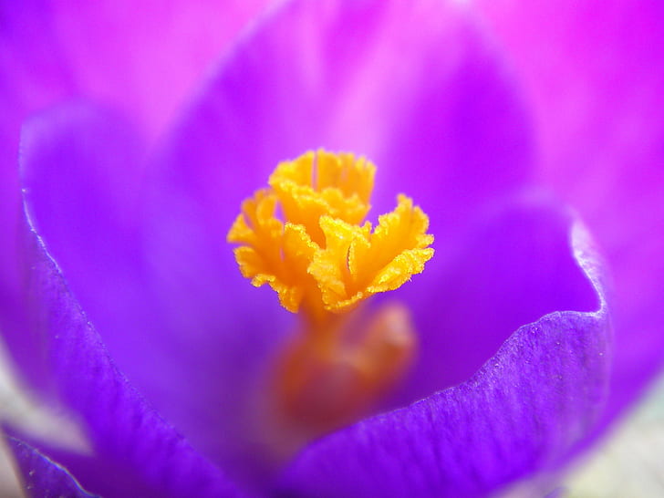 Макросъемка фиолетового и желтого цветка с лепестками, HD обои