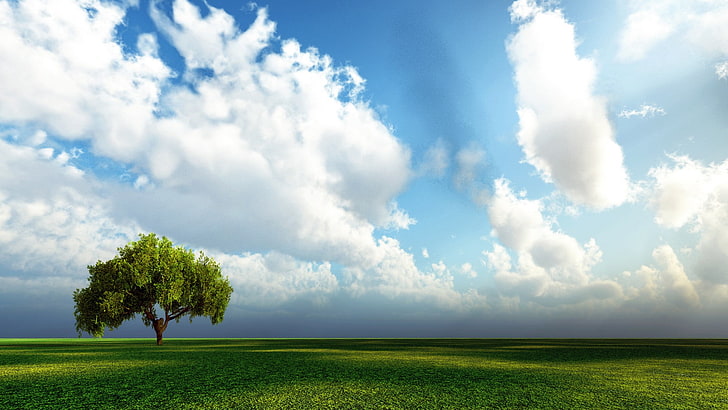 풍경, 자연, 구름, 나무, 하늘, 필드, HD 배경 화면