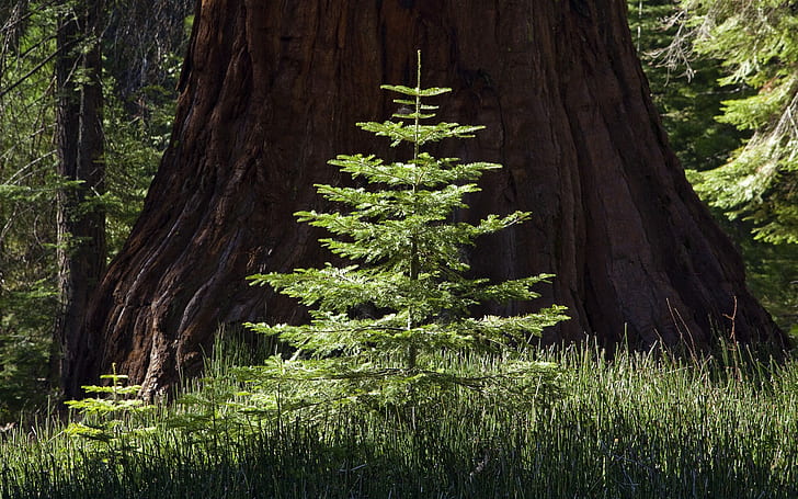 Redwood Trees HD, nature, arbres, séquoia, Fond d'écran HD