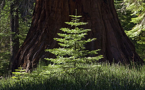 Redwood Trees HD, natureza, árvores, sequóia, HD papel de parede HD wallpaper