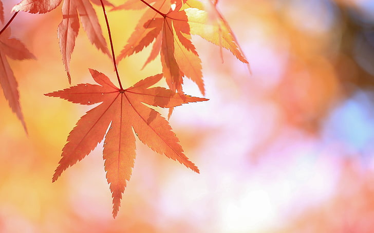 brown maple leaf, leaves, fall, plants, HD wallpaper