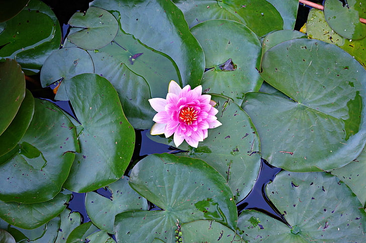 aquatic, flower, lily, pad, plant, pond, summer, water, water lily, HD wallpaper