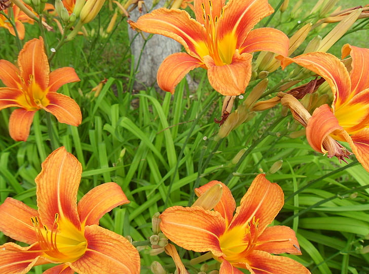 Lilien, Blumen, hell, HD-Hintergrundbild