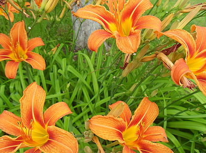 Lilien, Blumen, hell, HD-Hintergrundbild HD wallpaper