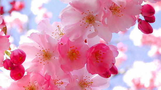 fleurs de cerisier roses, fleurs, plantes, Fond d'écran HD HD wallpaper