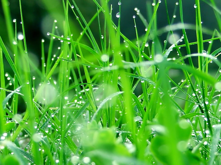 зелени треви, зеленина, листа, капки, Растение, HD тапет