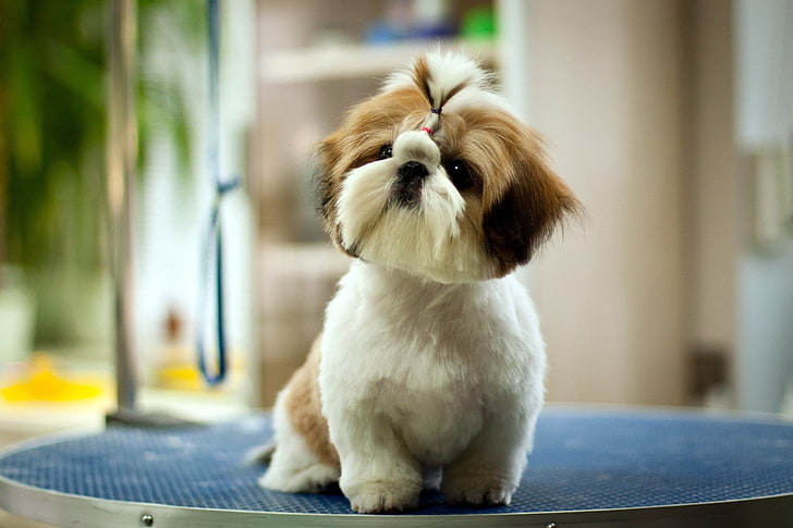 tricolor shih tzu puppy, dog, look, background, HD wallpaper