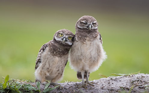  owl, burrowing owl, cave owl, rabbit owl, two birds, HD wallpaper HD wallpaper